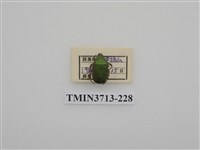 藏品(金龜子科)的圖片